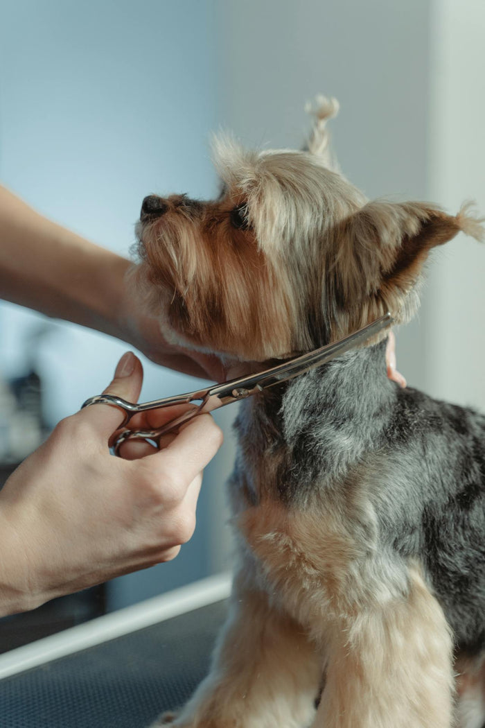 Dog Grooming Service