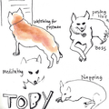 Drawing – A Path to Daily Meditation Online Class sample- "Toby" dog sketches.