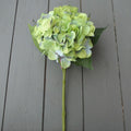 Green Hydrangea Stem