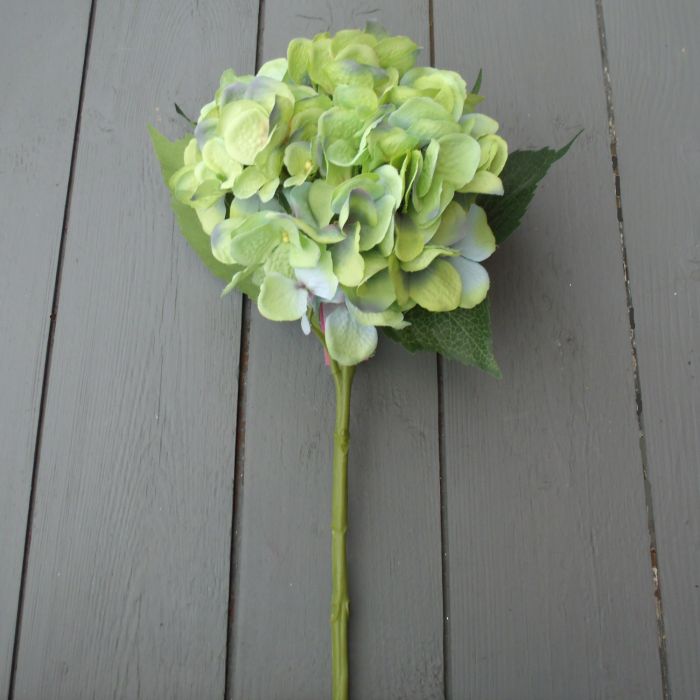 Green Hydrangea Stem