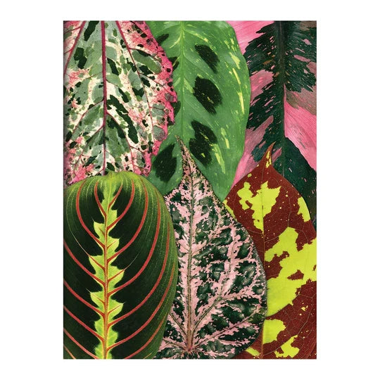 Houseplant Jungle Greeting Assortment Notecards