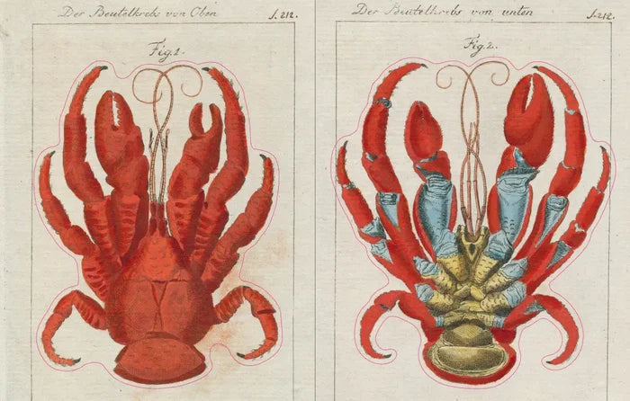 John Derian Sticker Book example pages- Illustration of a red crab with detailed claws on a white background