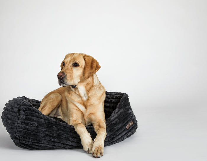 Luna Black Napper Bed