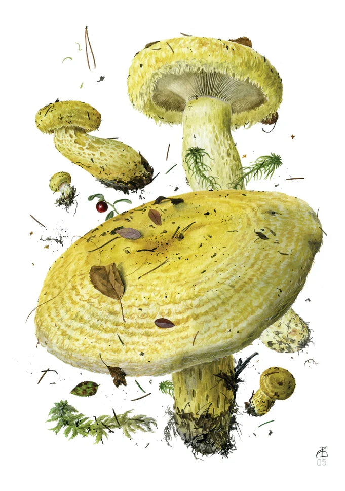 Mushrooms: Alexander Viazmensky Boxed Notecard Assortment