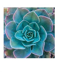 Each image captures sometimes delicate but always fascinating structural elements of a selection of beautiful succulents.