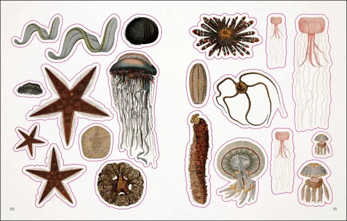 Page after page of this book is packed with vintage drawings of coral, fish, and shells that portray the beauty of the ocean