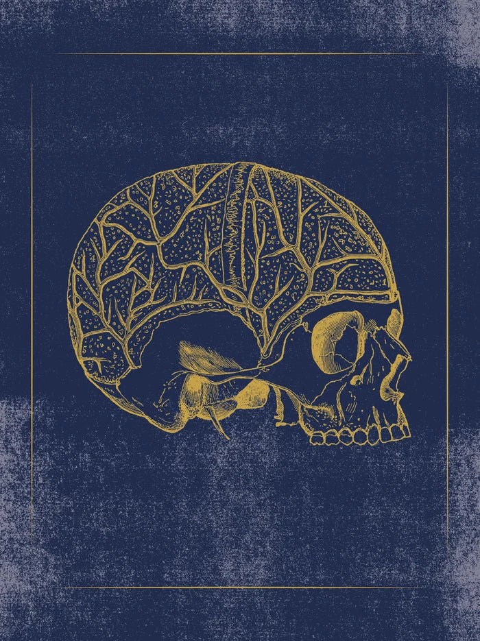 Vintage Anatomy Slipcase Boxed Notecards