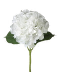 White Hydrandea Stem 20 in